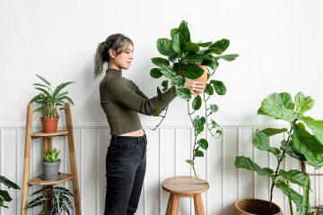 Bringing nature indoors: Benefits of indoor plants and best varieties for  your home