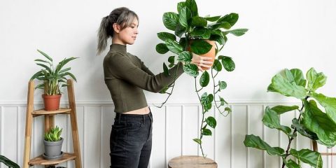 Bringing nature indoors: Benefits of indoor plants and best varieties for  your home