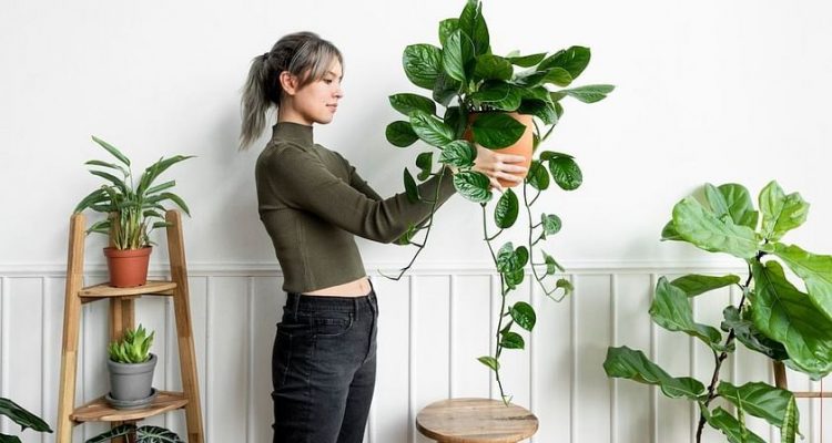 Bringing nature indoors: Benefits of indoor plants and best varieties for  your home