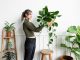 Bringing nature indoors: Benefits of indoor plants and best varieties for  your home